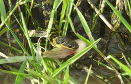 صورة Erythrolamprus poecilogyrus (Wied-Neuwied 1825)