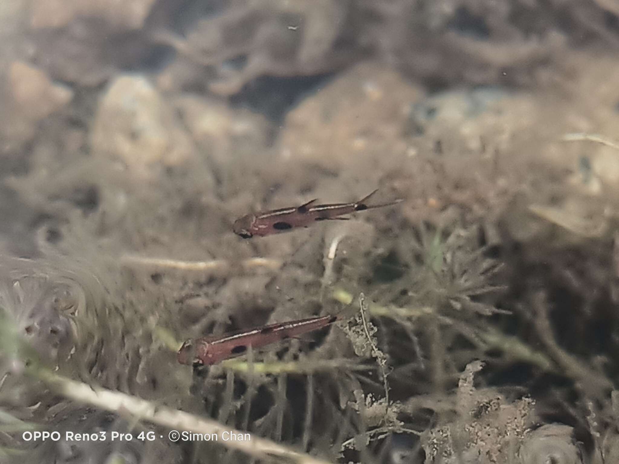 Image of Dwarf Rasbora