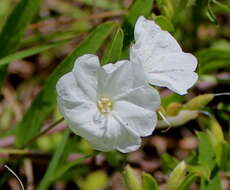 Image of Pickering's dawnflower