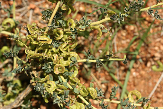 Image of Indigofera rautanenii Baker fil.