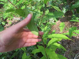 Image de Vernonia glauca (L.) Willd.