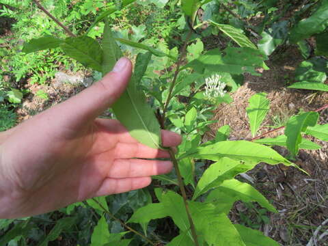 صورة Vernonia glauca (L.) Willd.