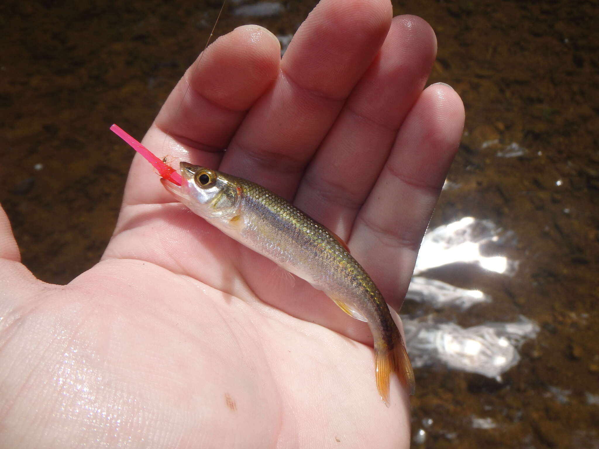 Image de Clinostomus funduloides Girard 1856