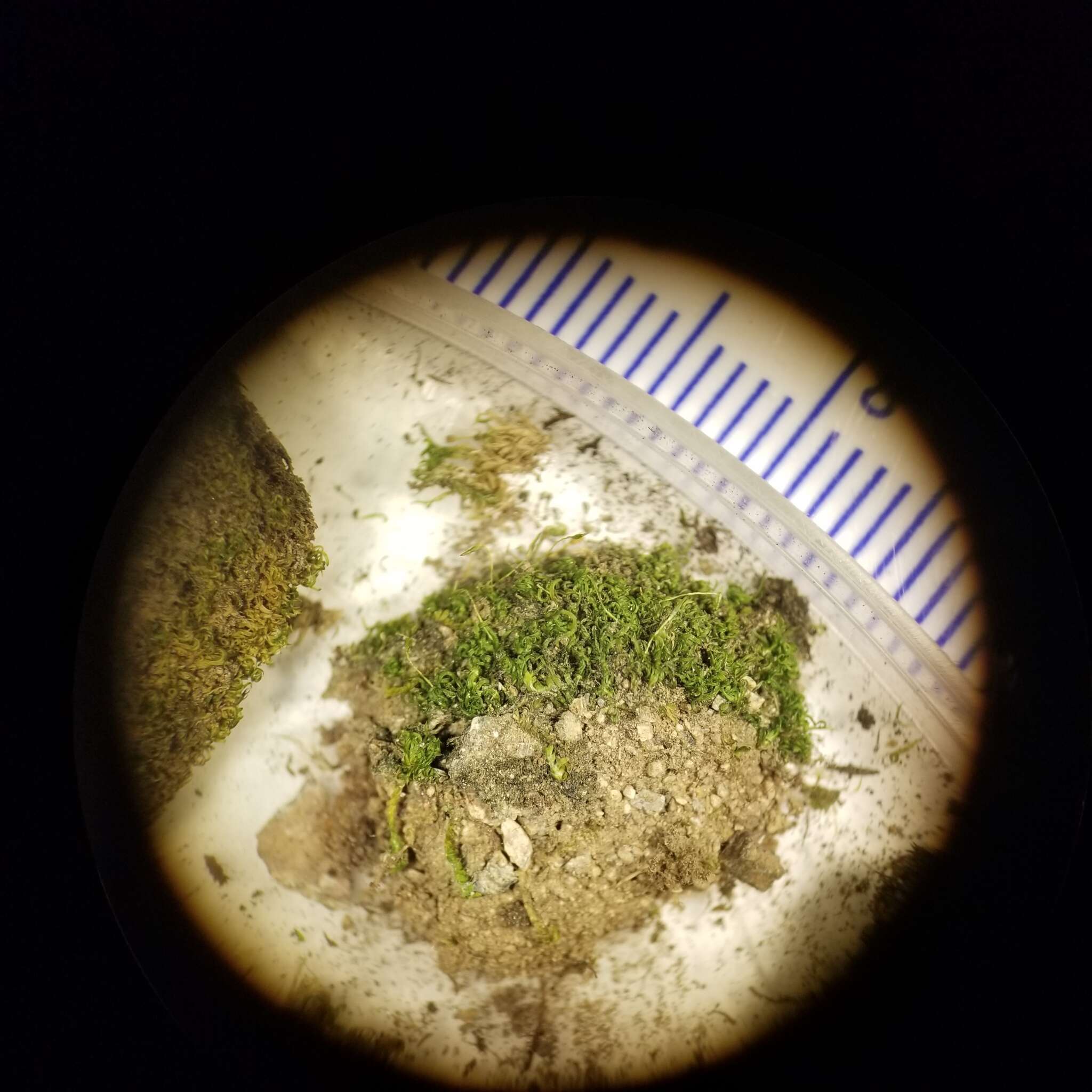Image of rhabdoweisia moss