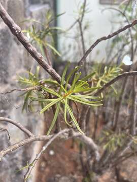 Image of Talinum galapagosum (H. St. John) M. A. Hershkovitz