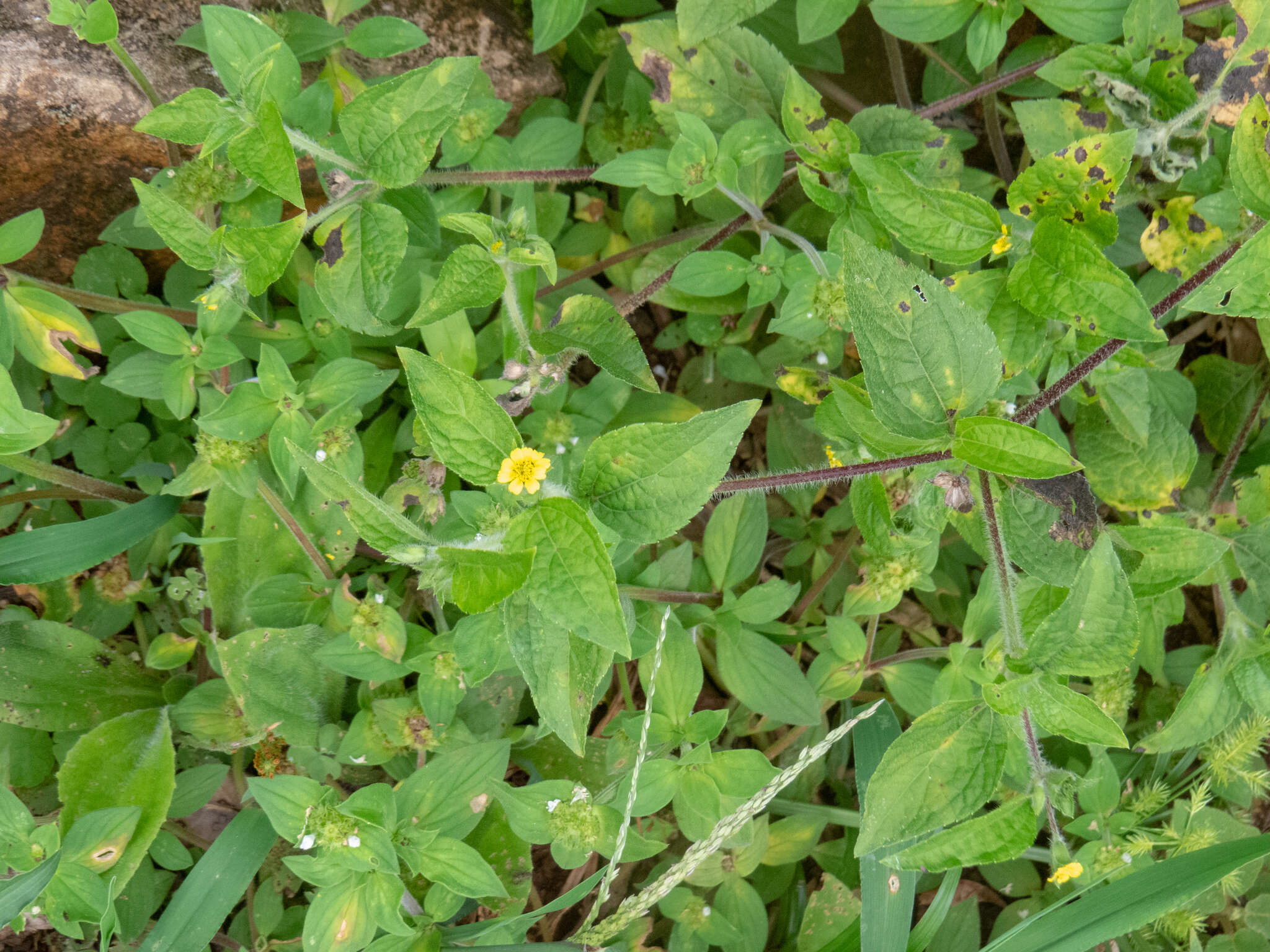 Calyptocarpus brasiliensis (Nees & Mart.) B. L. Turner resmi