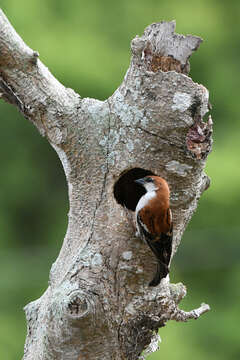 Image of Russet Sparrow