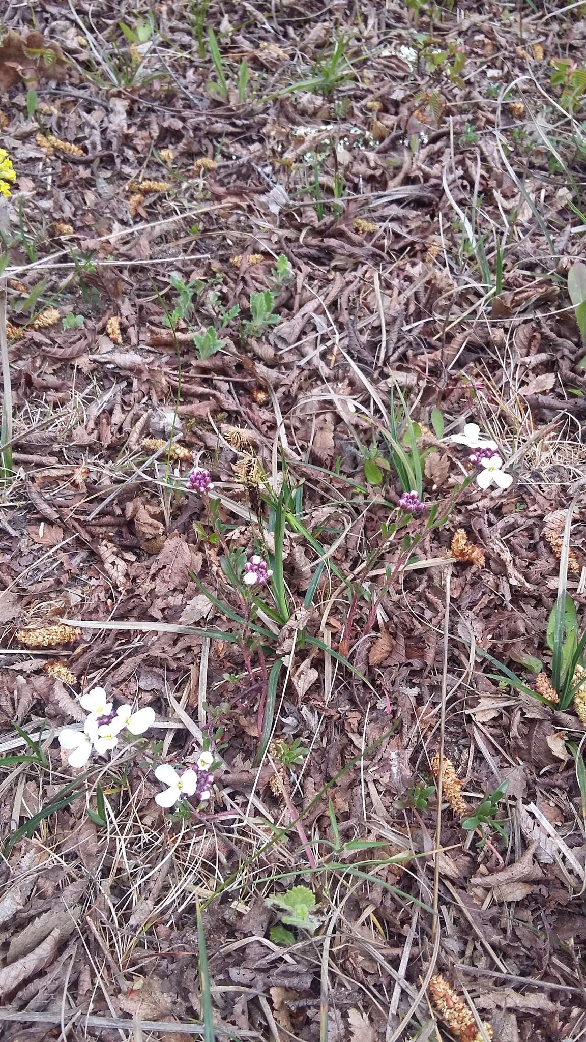 Plancia ëd Iberis simplex DC.