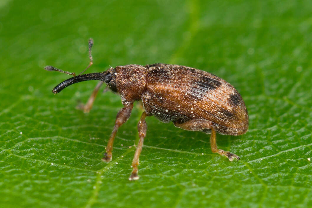 Image of Weevil