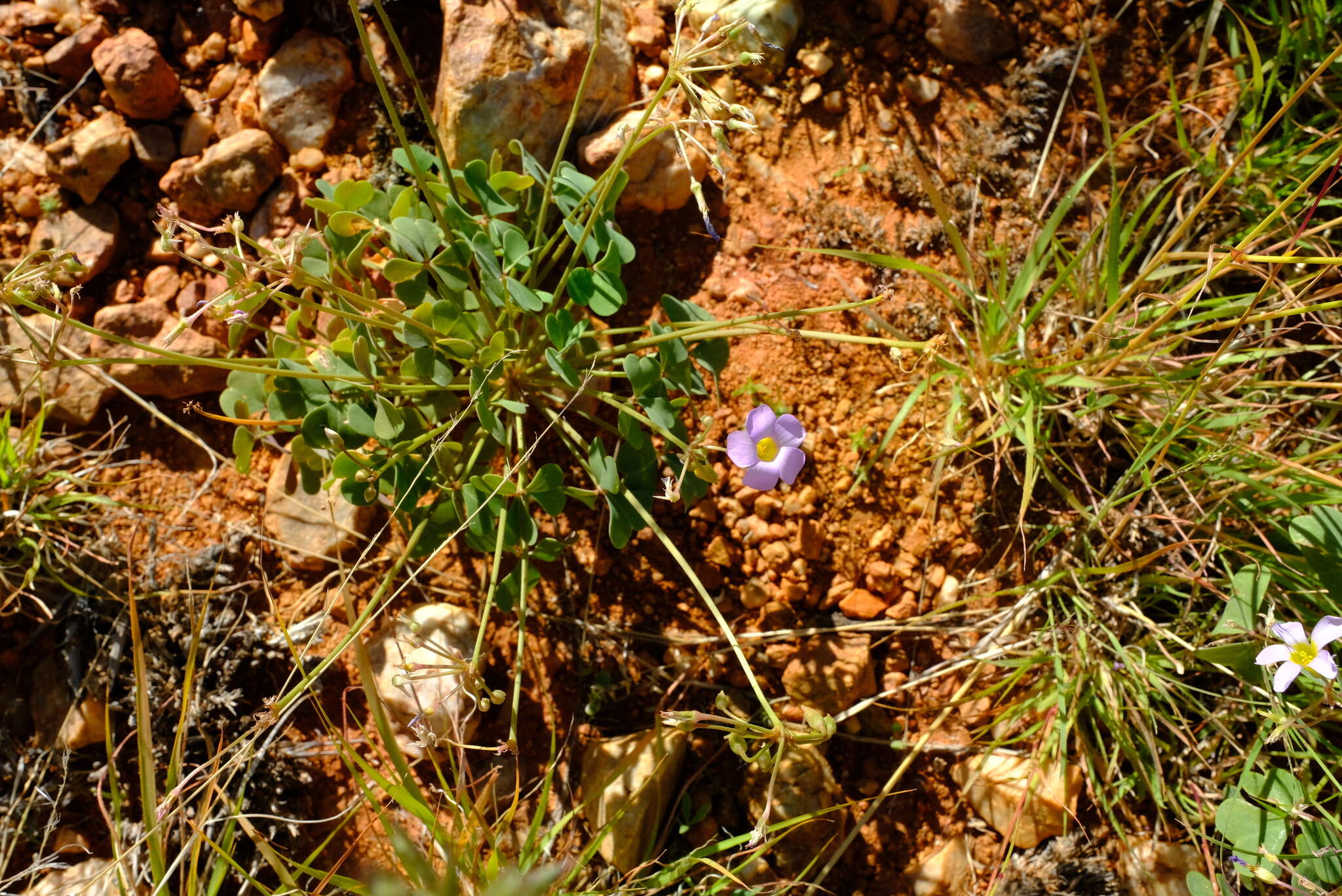 صورة Oxalis purpurascens Salter