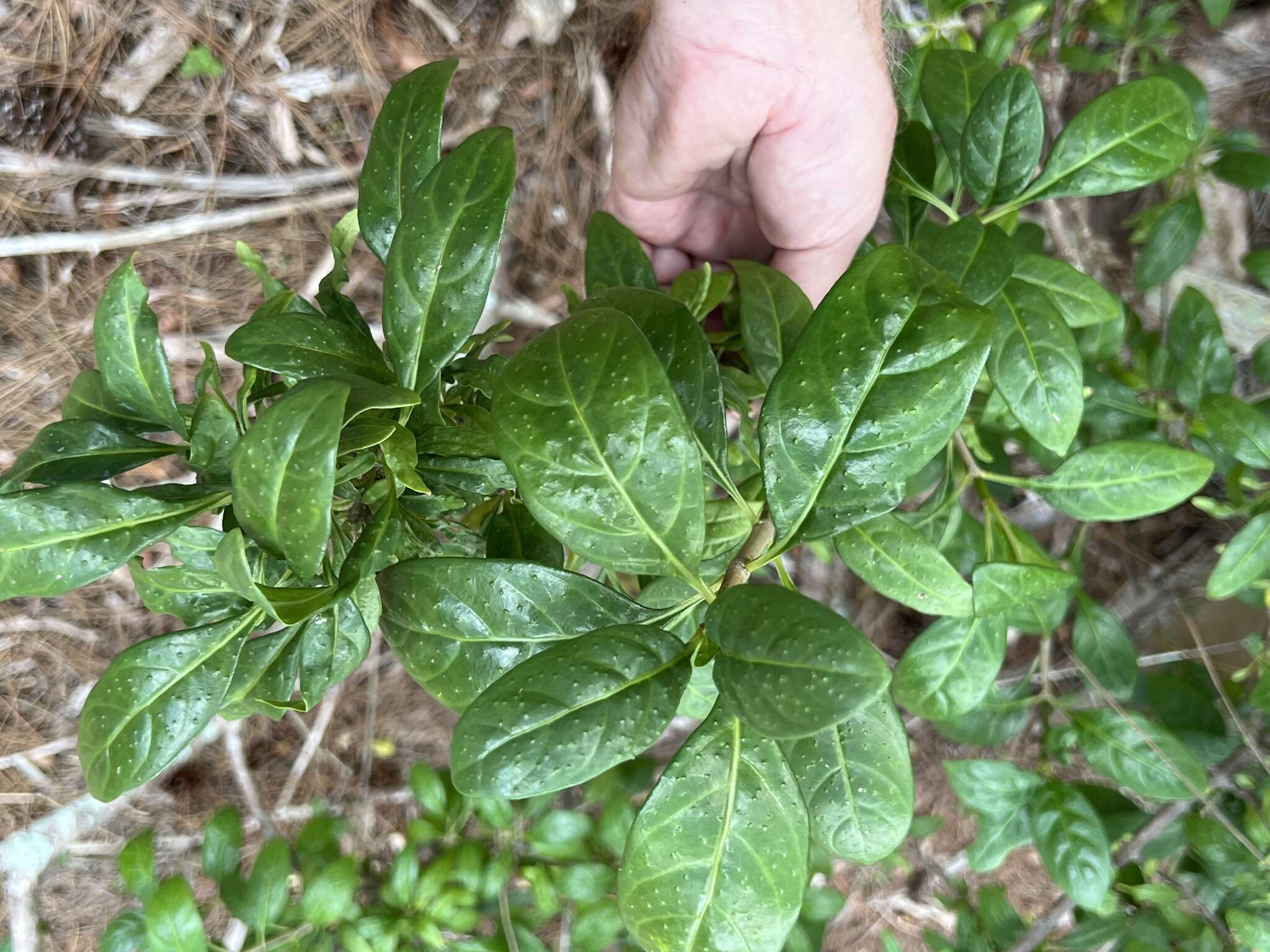 Imagem de Psychotria punctata Vatke