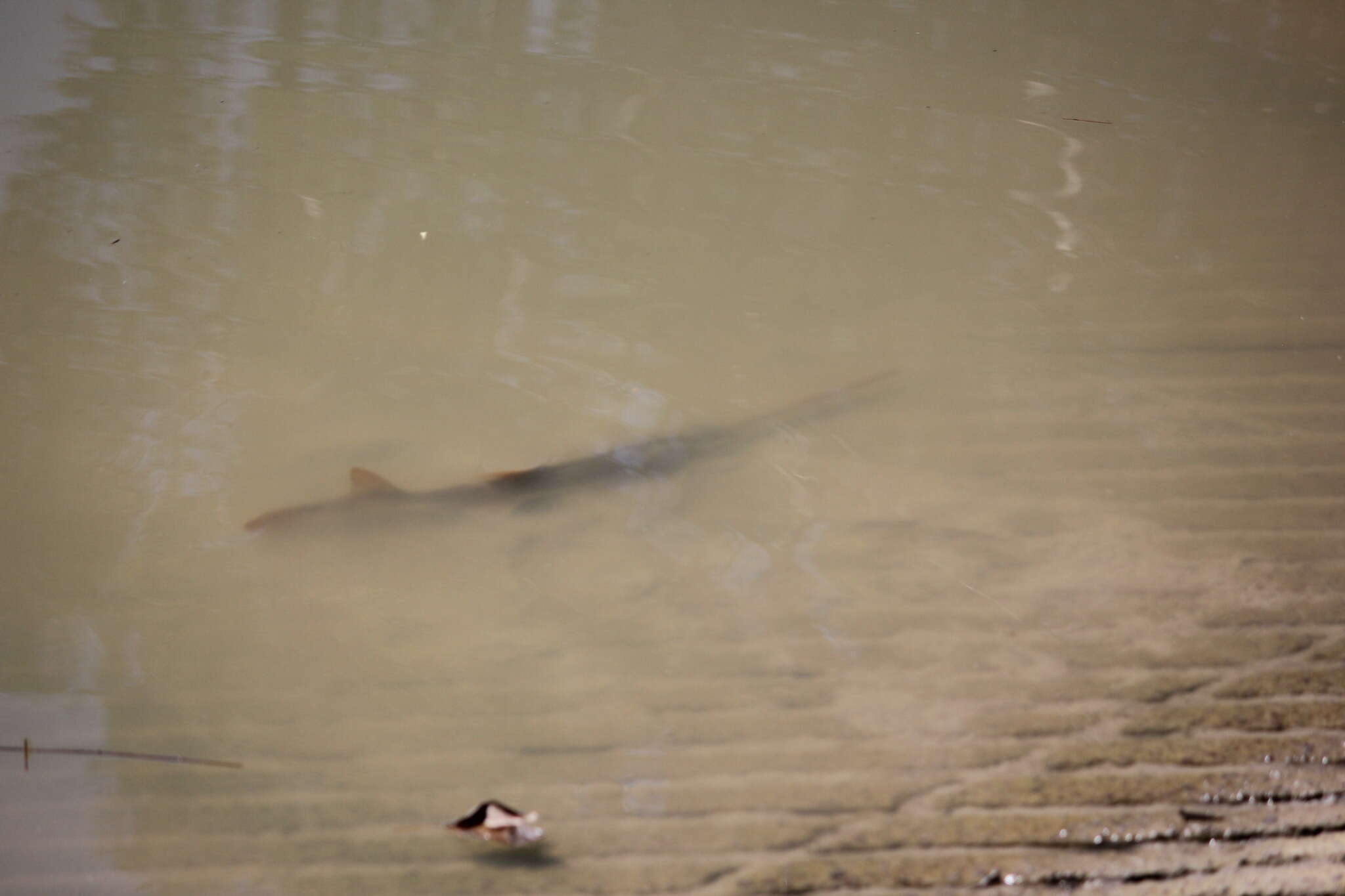 Image of Common sawfish