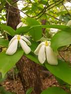 Plancia ëd Gardenia resinifera Roth