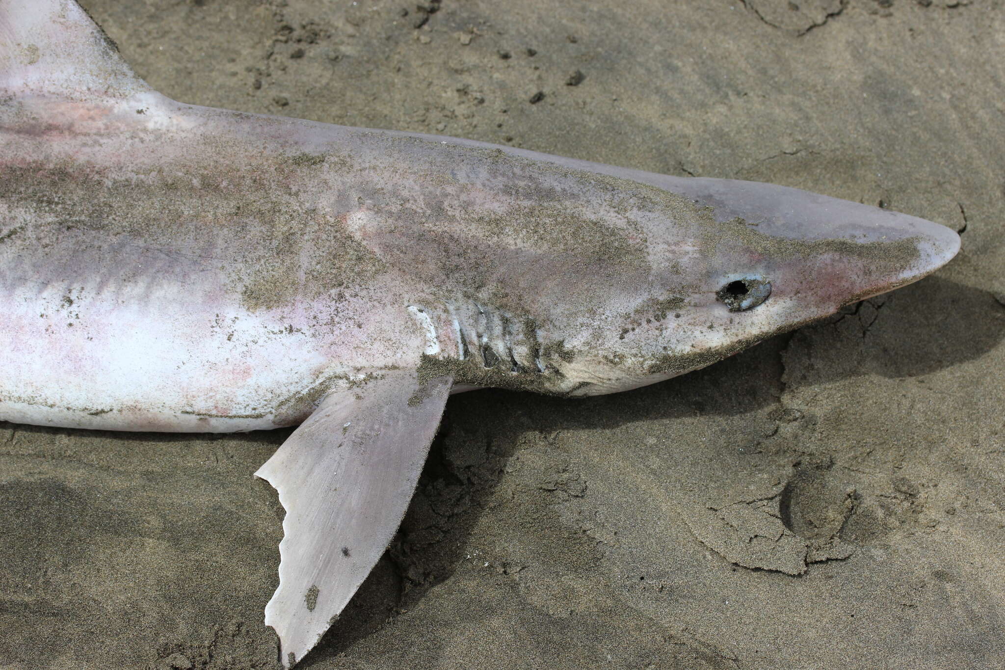 Image of Galeorhinus