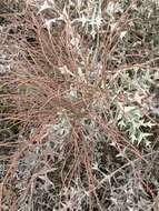 Image of Ephedra tweedieana C. A. Mey.