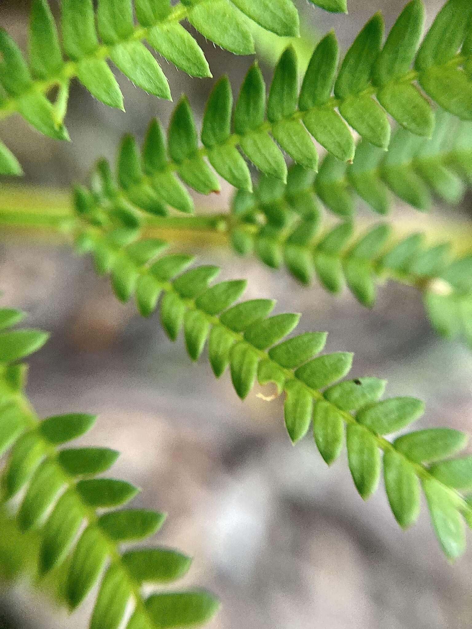 Image de Acacia pentadenia Lindl.