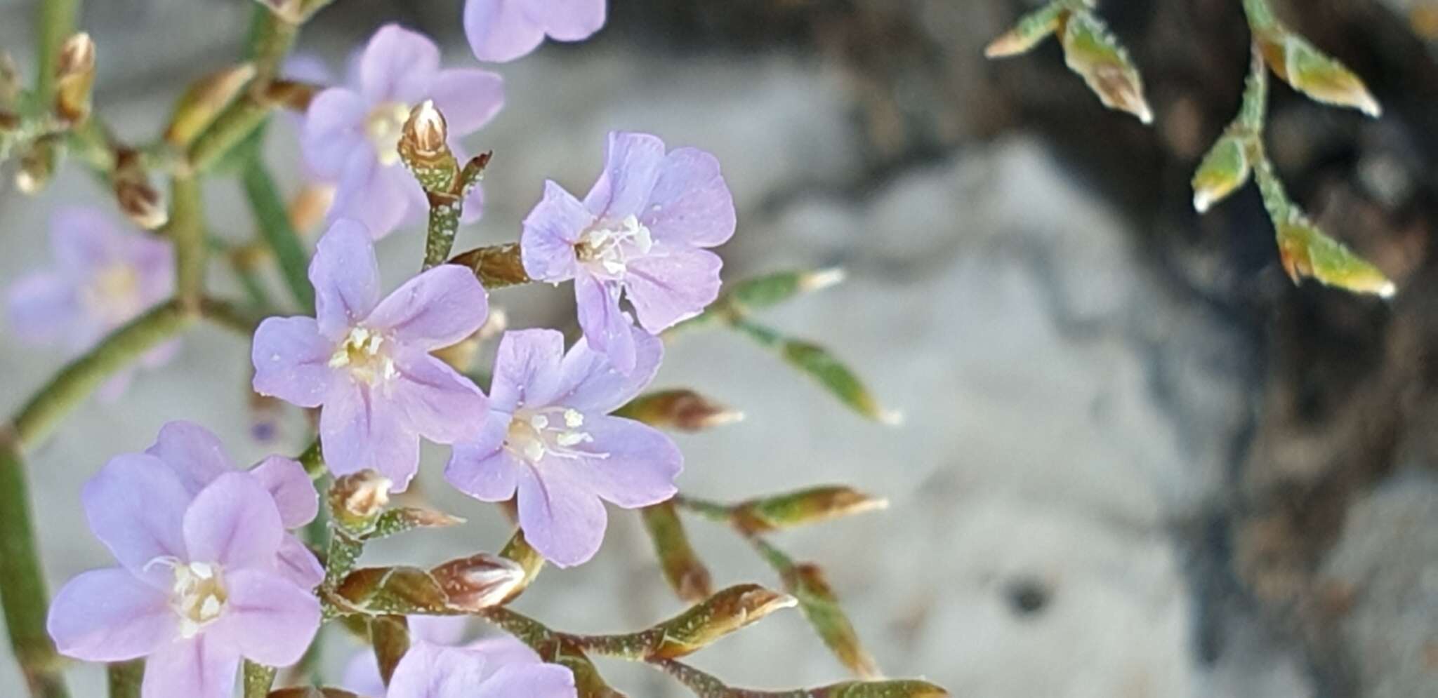 Image of Limonium pontium Pignatti