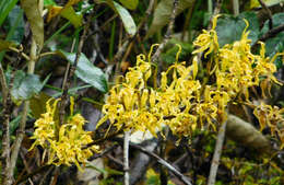 Image of Cyrtochilum pardinum Lindl.