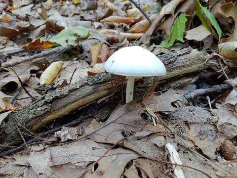 Image de Amanita suballiacea (Murrill) Murrill 1941