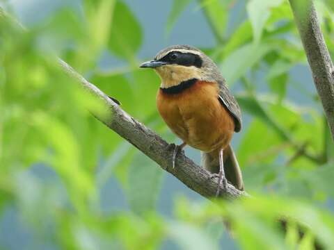 Melanopareia maximiliani (d'Orbigny 1835)的圖片