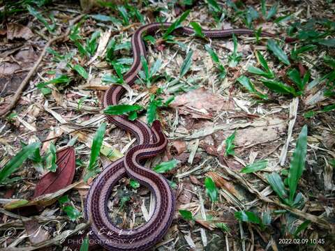 Image of Calliophis nigrotaeniatus (Peters 1863)