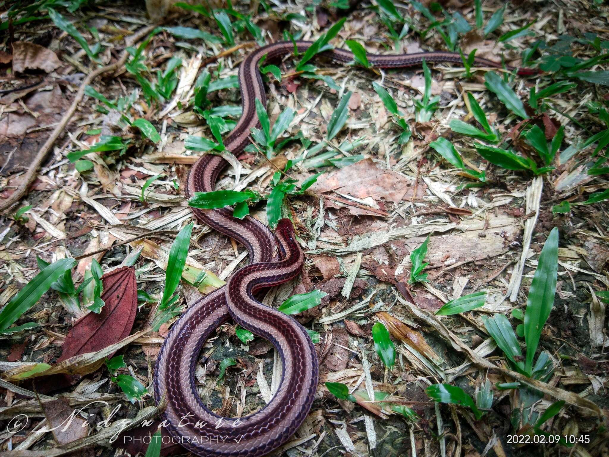 Plancia ëd Calliophis nigrotaeniatus (Peters 1863)