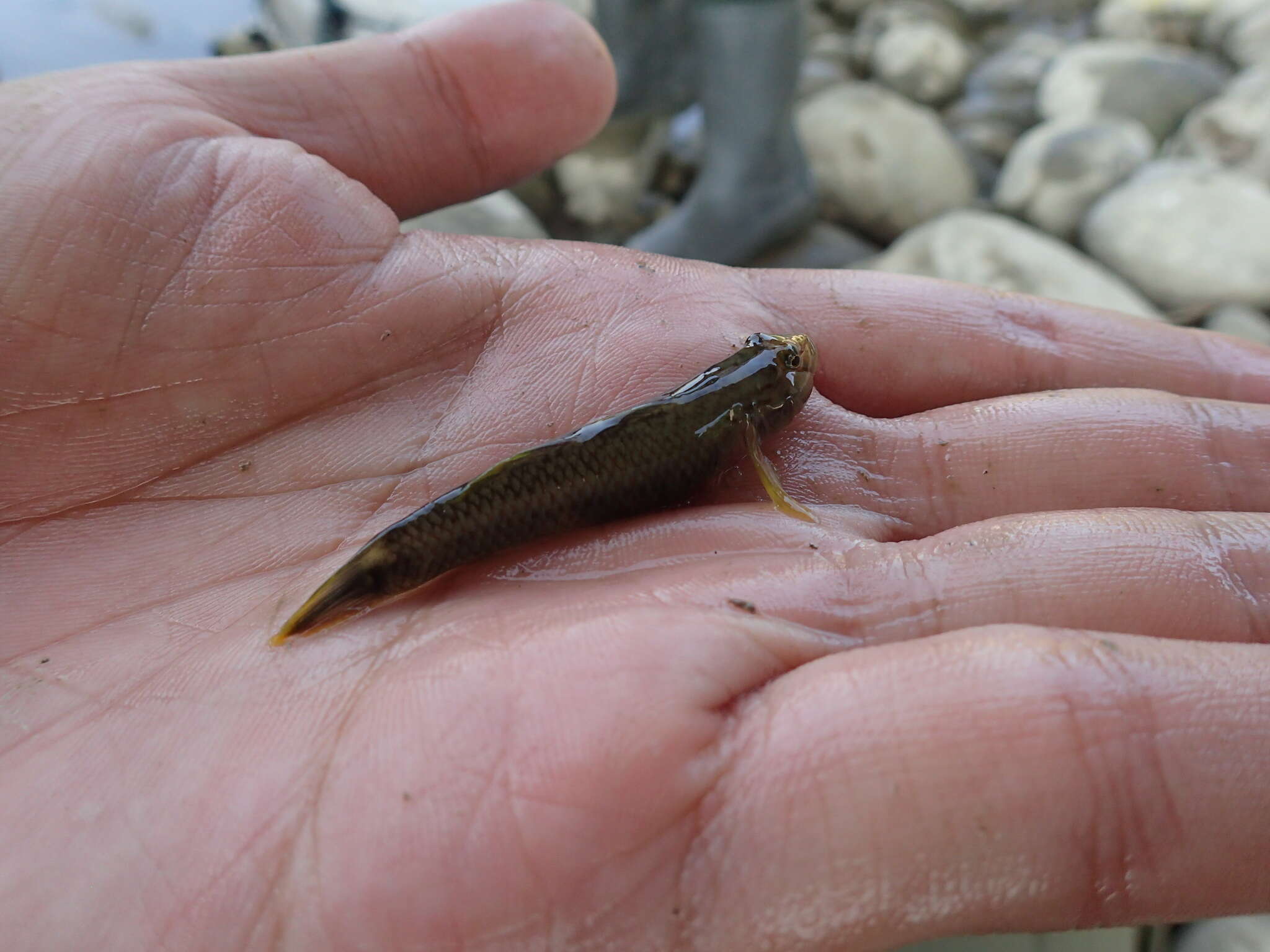 Слика од Rhinogobius candidianus (Regan 1908)