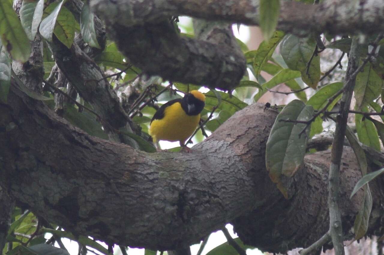 Image of Preuss's Golden-backed Weaver