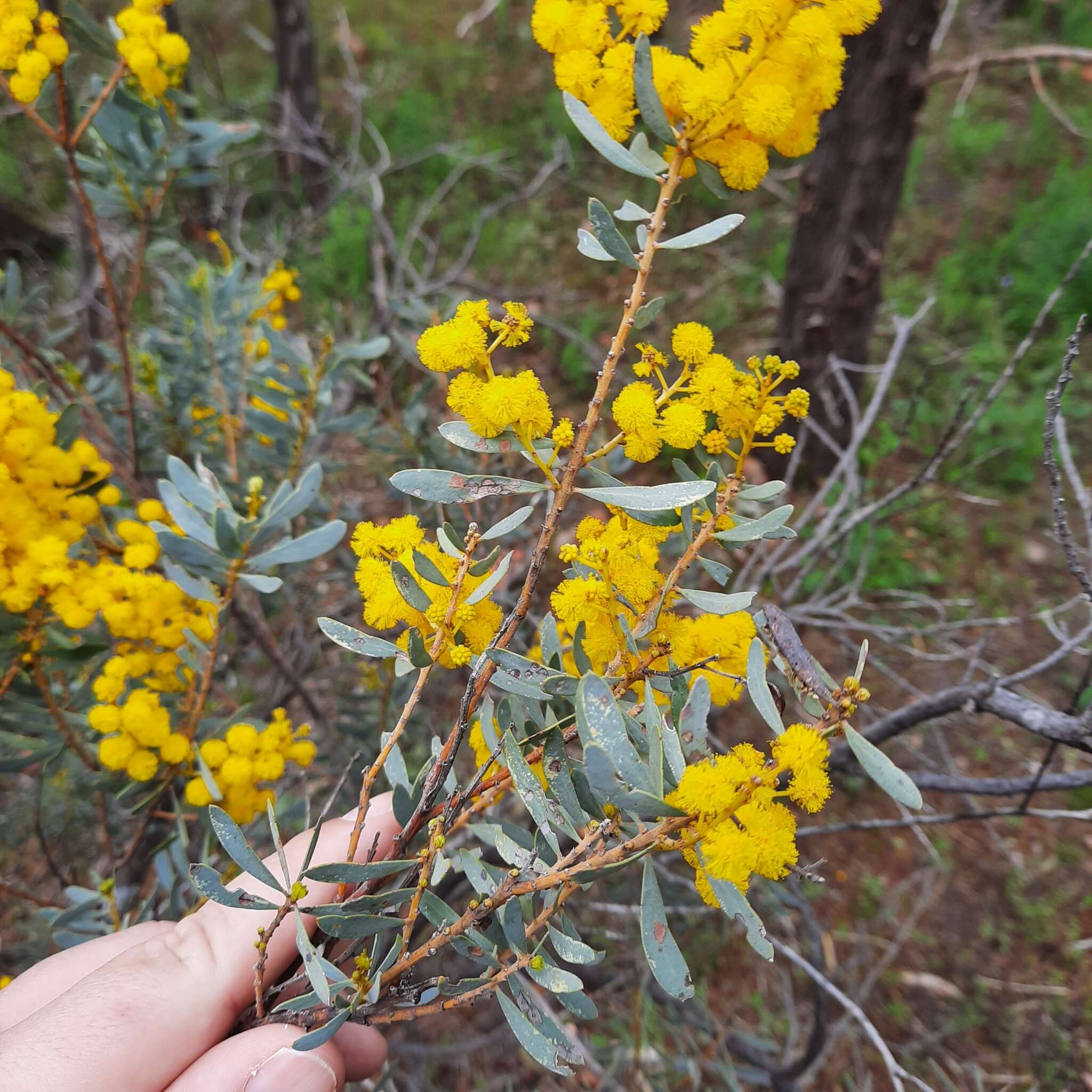 Image of graceful wattle