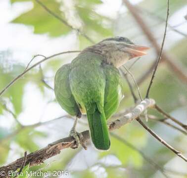 Psilopogon viridis (Boddaert 1783) resmi