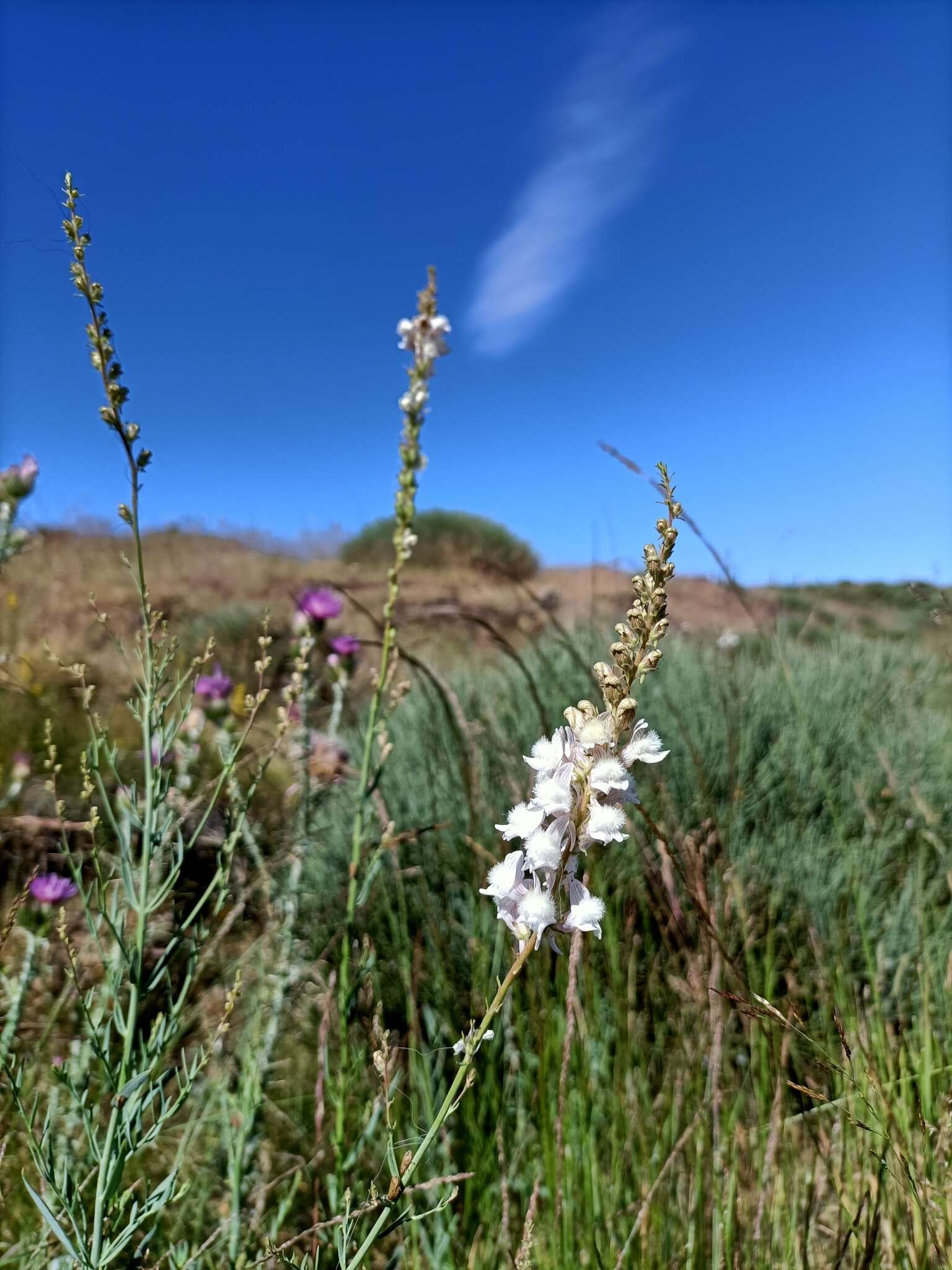 Image of Linaria nivea Boiss. & Reuter