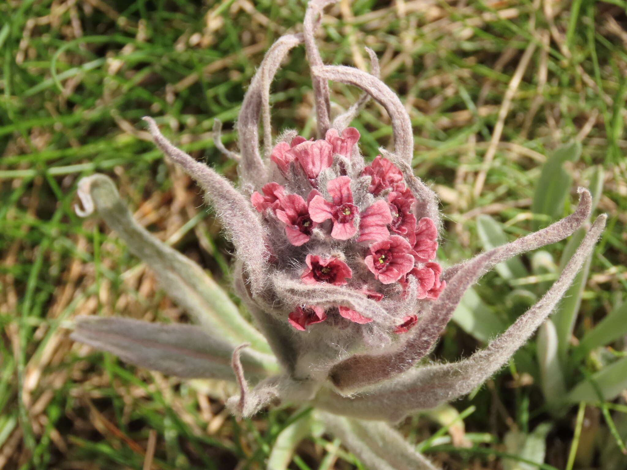 Cynoglossum magellense Ten.的圖片