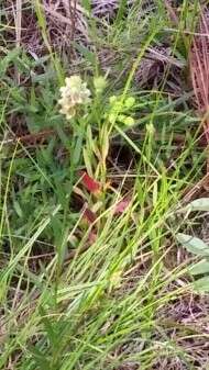 Image of Shrubby Primrose-Willow