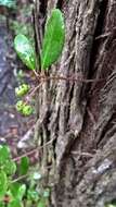 Image of Climbing Fetterbush