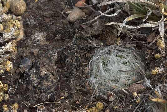 Image of Mammillaria aureilanata Backeb.