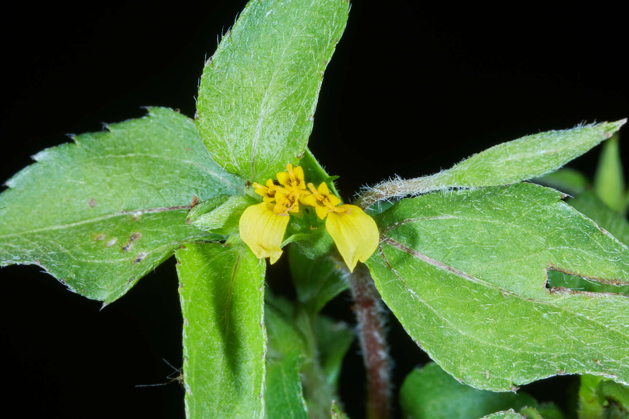 Calyptocarpus wendlandii Sch. Bip. resmi