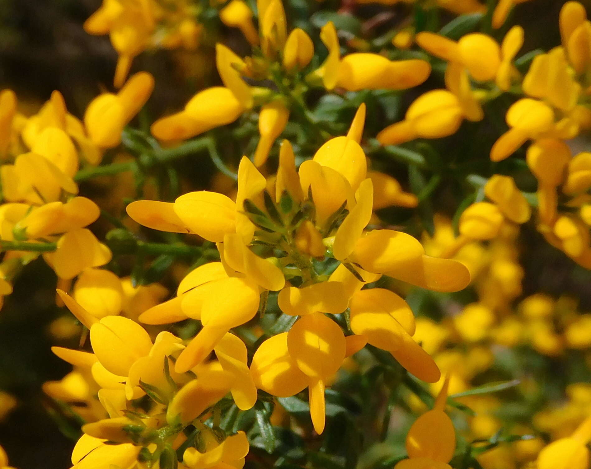 Image of Genista triacanthos Brot.