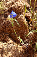 Image of Blousel Blommetjie