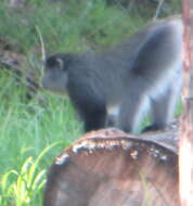 Image of Cercopithecus mitis labiatus I. Geoffroy Saint-Hilaire 1842