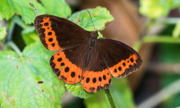 Image de Oxeoschistus simplex Butler 1868