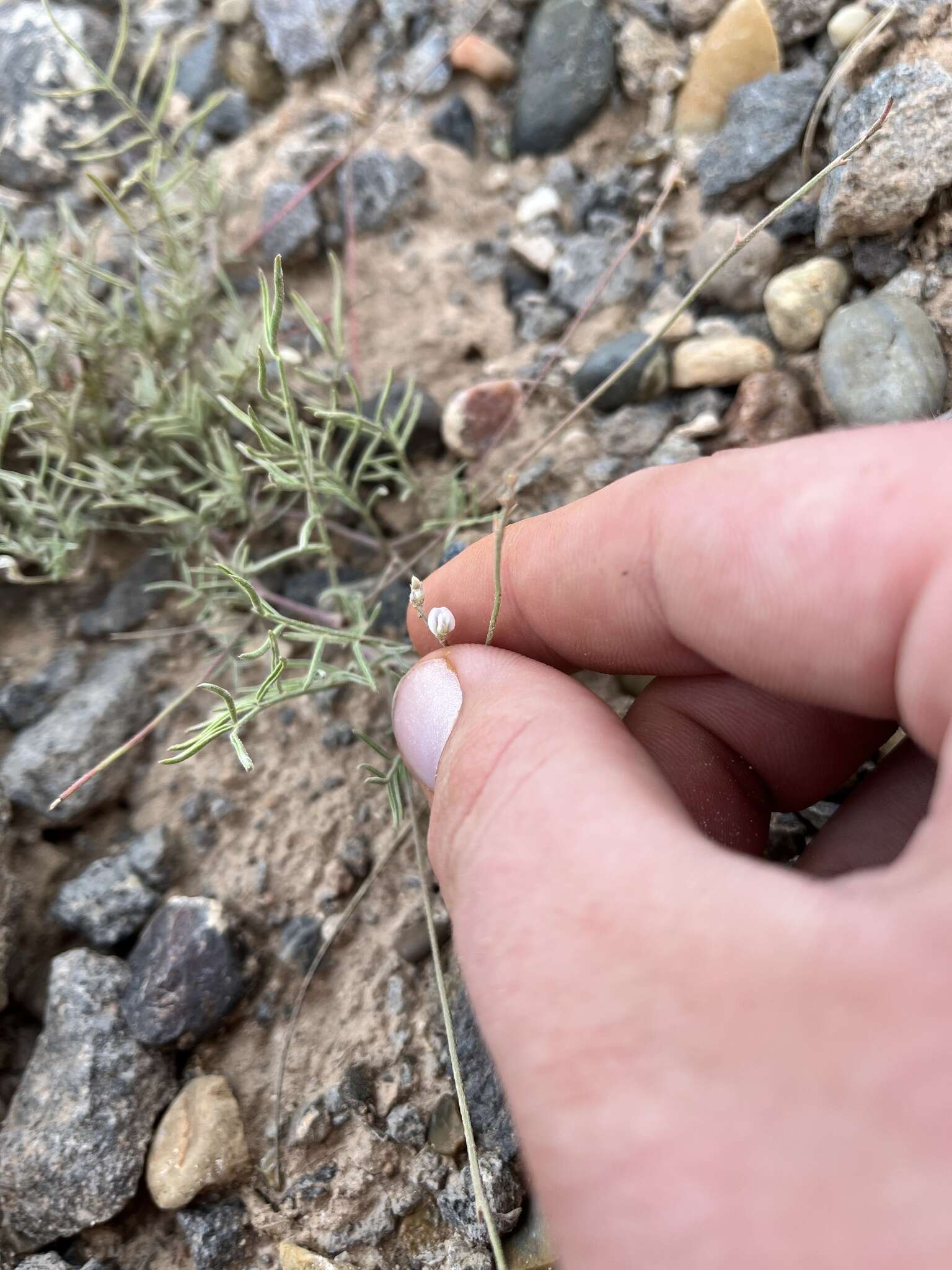 صورة Astragalus brandegeei (Rydb.) Porter