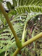 Image of Hawaii Potato Fern