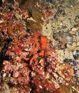 Image of southern white-spot octopus