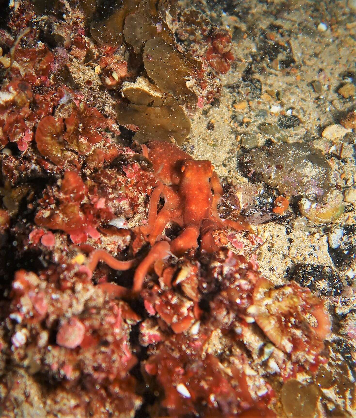 Image of southern white-spot octopus