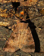 Image of Pale-banded Dart