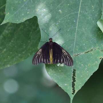 Image de Troides amphrysus (Cramer (1779))