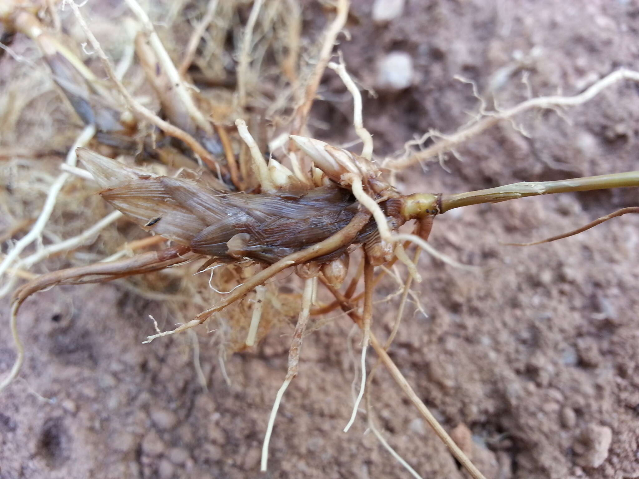 Image de Panicum luridum Hack.