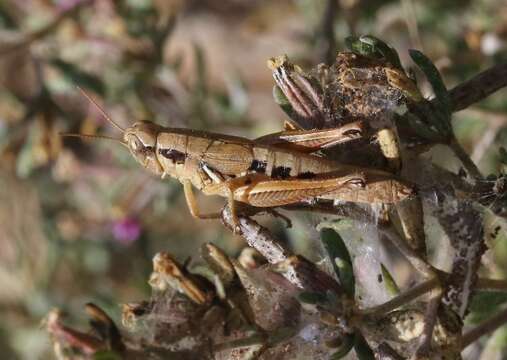 Melanoplus gracilipes Scudder & S. H. 1897的圖片