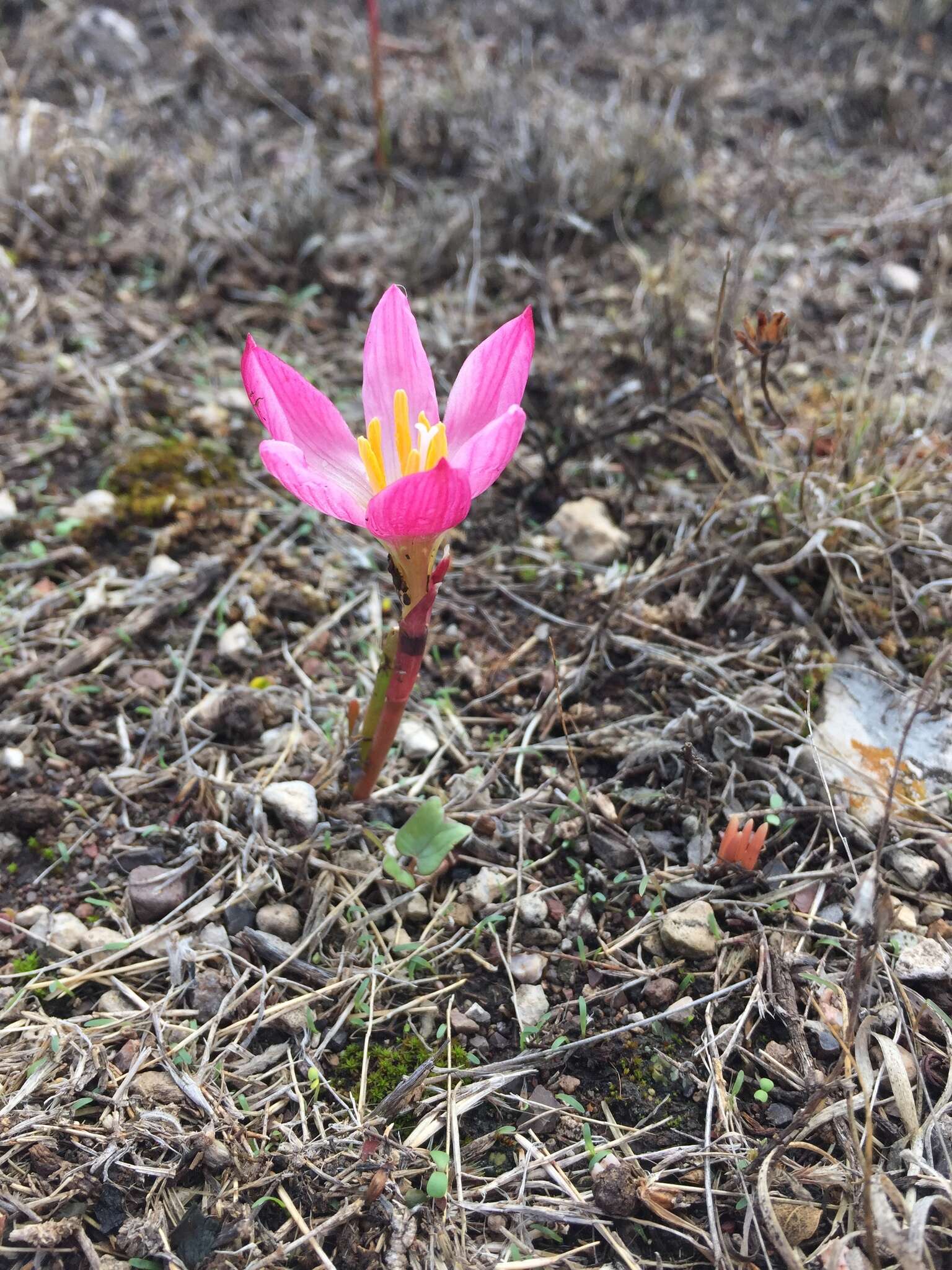 Image of Zephyranthes brevipes Standl.