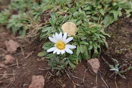 Image of Misbrookea strigosissima (A. Gray) Funk